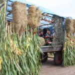 1-10-2016_erntefest_458